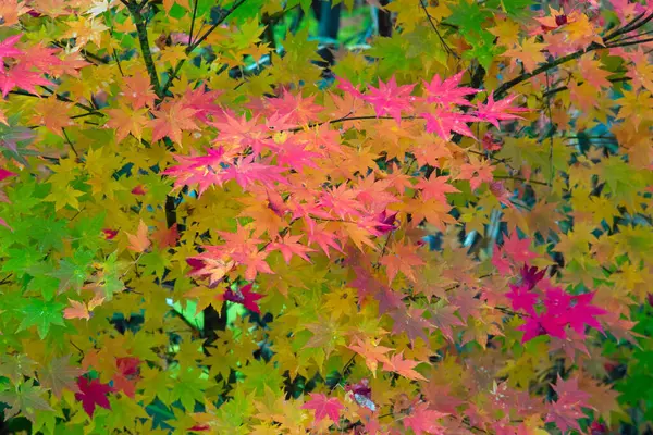 Πολύχρωμο Φθινόπωρο Δέντρο Σφενδάμνου — Φωτογραφία Αρχείου
