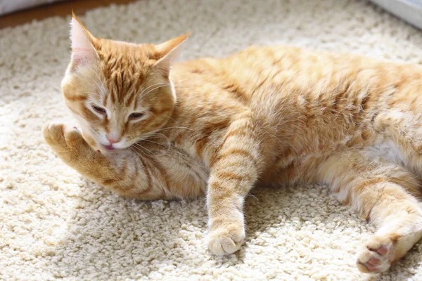 Kırmızı Kedi Halıda Yatıyor Yakın Plan — Stok fotoğraf