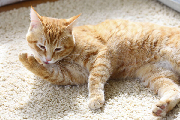 Red cat lying on carpet, closeup 