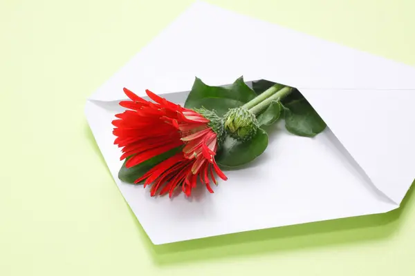 Belle Fleur Rouge Enveloppe Sur Fond Gros Plan — Photo