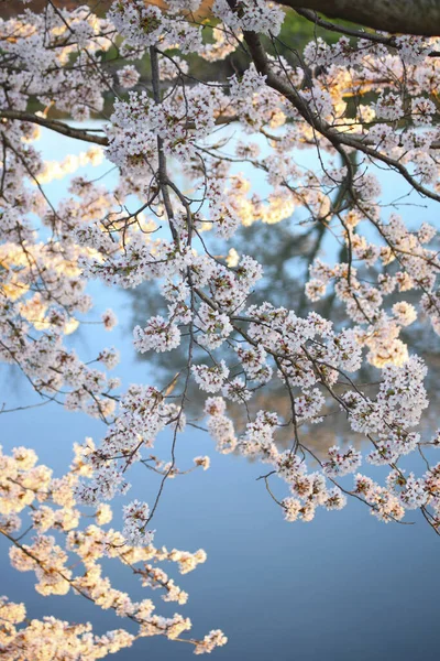 Wiśniowe Drzewo Kwitnie Wiosną — Zdjęcie stockowe