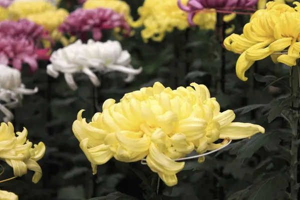 Όμορφα Λουλούδια Χρυσάνθεμο Στον Κήπο Στο Παρασκήνιο — Φωτογραφία Αρχείου