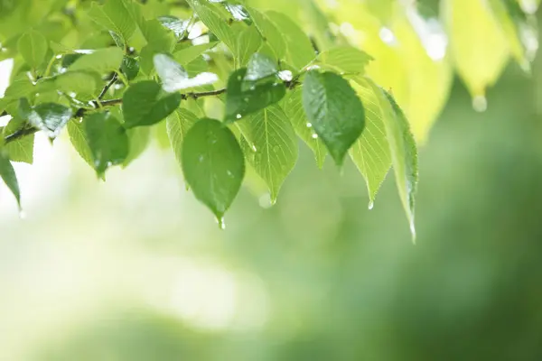 Φρέσκα Πράσινα Φύλλα Κάτω Από Βροχή Στον Κήπο Άνοιξη — Φωτογραφία Αρχείου