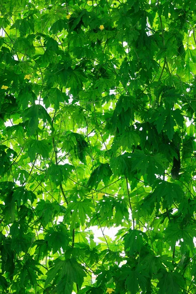 Groene Tuin Bladeren Het Zonlicht — Stockfoto