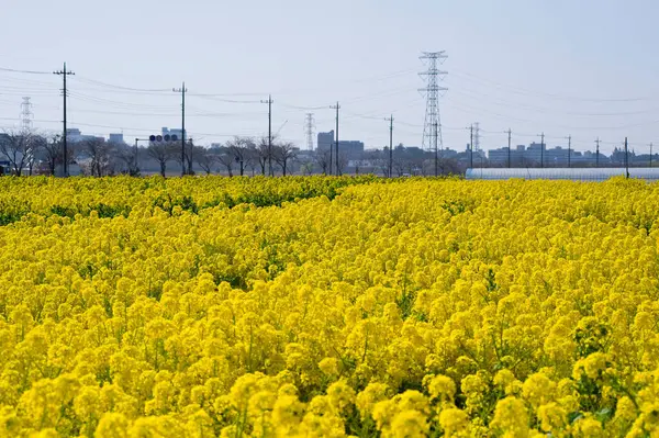 Piękne Żółte Musztarda Kwiaty Tle Natury — Zdjęcie stockowe