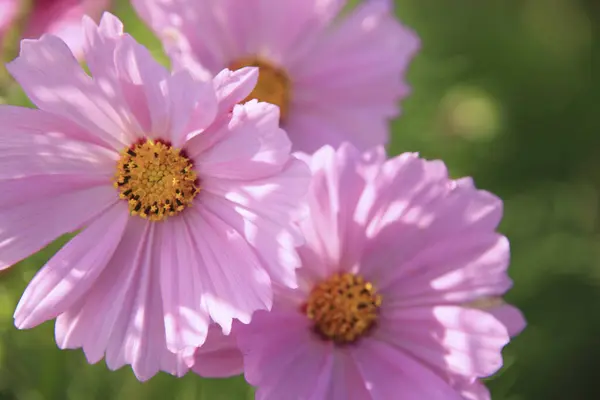 Όμορφα Ροζ Λουλούδια Σύμπαν Στον Κήπο — Φωτογραφία Αρχείου