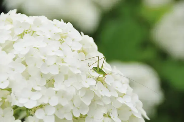 Fleur Blanche Sur Fond Vert Dans Jardin — Photo
