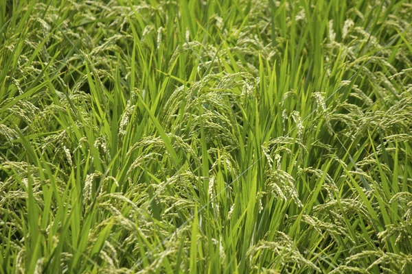 Tagsüber Grüne Pflanzen Auf Dem Reisfeld — Stockfoto