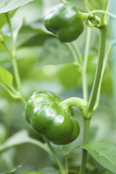 Frischer Grüner Paprika Wächst Garten — Stockfoto