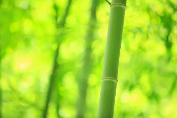 Bamboo Forest Nature Flora Leaves — Stock Photo, Image