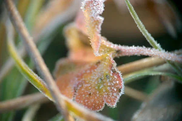 Feuilles Congelées Sur Une Branche — Photo