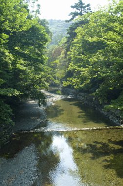 Güzel bir yaz parkında küçük nehri olan yeşil orman ve ağaçlar   