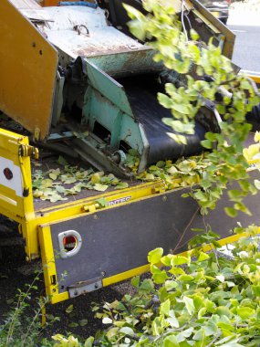 Ağaç yonga makinesi dalları ve odunsu döküntüleri işlemek için tasarlandı. 