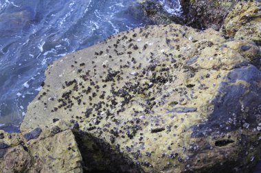 Büyük kayalık kıyı yüzeyine sıkıca tutunan midyeler.