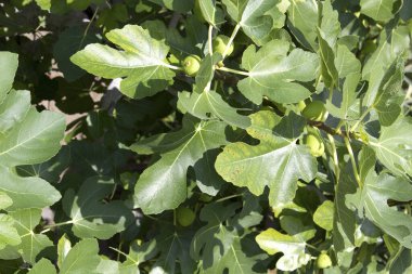 Olgunlaşmamış incirler ağaç dalında yeşil yapraklarla 