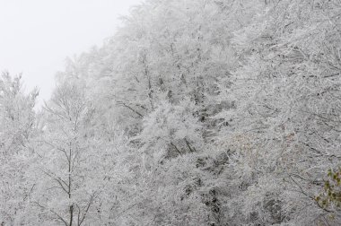Parkın kış manzarası