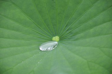 Su damlalı yeşil yaprak