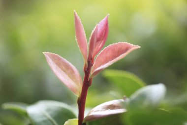 Bulanık arkaplanda yeşil ve kırmızı yapraklı küçük bitkilerin yakınlaşması 