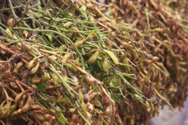 Ağaçta yeşil fasulye hasadı var. Yaklaş.