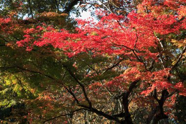 Sonbahar yaprakları, sonbahar bitkileri.