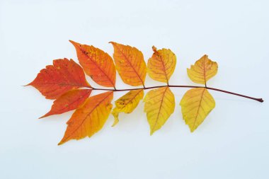 Beyaz arkaplanda sonbahar yaprakları.