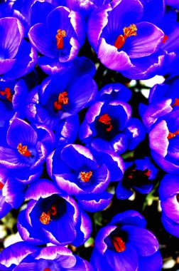 Güzel çiçekler, çiçek konsepti