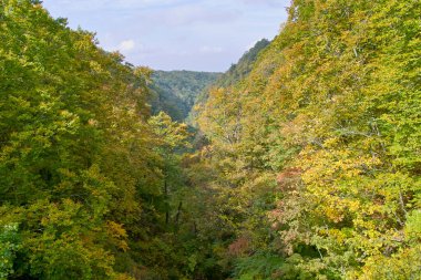 Renkli yapraklı sonbahar ormanı