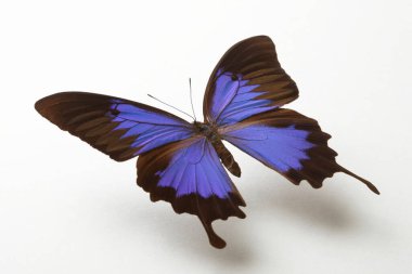 Beyaz arkaplanda mavi kelebek