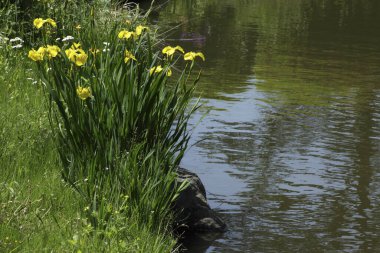 Nehir ve bitkilerle dolu güzel bir manzara