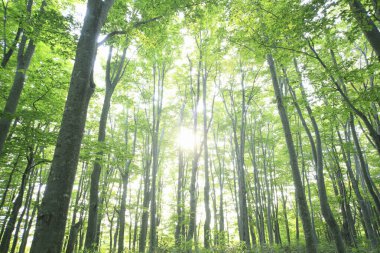 Doğanın güzel manzarası