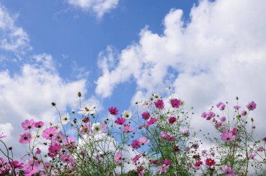 Bahçedeki güzel kozmos çiçekleri     