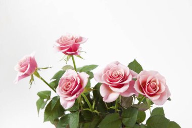 Beyaz arka planda güzel pembe güller