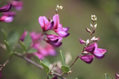 Bahçedeki güzel, mor çiçekler, yakından.