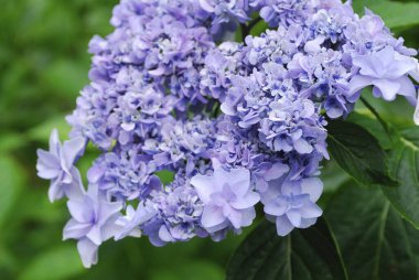 Yazın açan mavi ortanca çiçeklerine yakın.