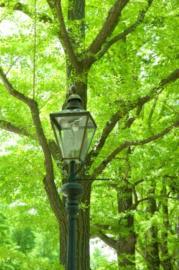 Kaliteli sokak lambası yemyeşil ağaç dallarının arasında duruyor.