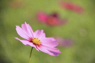 Bahçedeki güzel kozmos çiçekleri