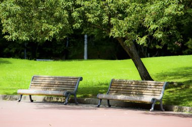 Parktaki ahşap banklar ve yeşil ağaçlar 