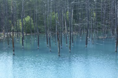 Ormandaki güzel göl