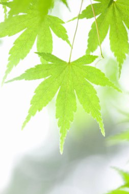 güzel yeşil yapraklar doğa arka planında              