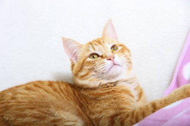 Tatlı kırmızı kedi yerde dinleniyor, yakın plan.