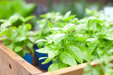 Tahta kutuda taze otlar ve baharatlar.