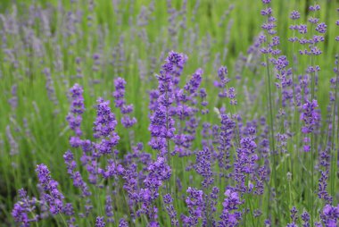 Yazın güzel lavanta tarlası