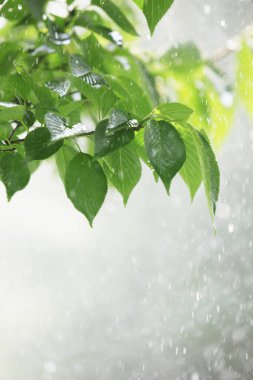 Bahar bahçesinde yağmur altında taze yeşil yapraklar