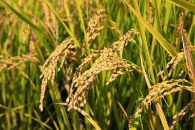 pirinç tarlası, tarım kavramı