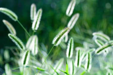Doğada yeşil çimenlerin olduğu bir alan.