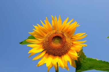 Mavi gökyüzüne karşı güzel ayçiçeği