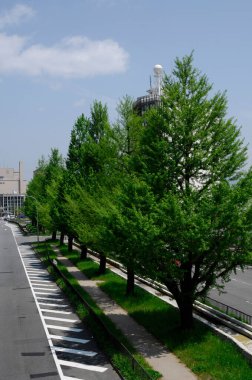 Şehirde yol kenarında büyüyen yeşil ağaçlar