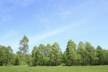 Yaz otlağında yeşil ağaçlar, gündüz manzarası 