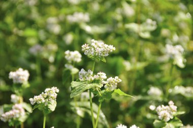 Yeşil yapraklı beyaz bir çiçek tarlası.