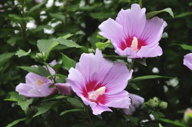 Güzel botanik fotoğrafı, doğal duvar kağıdı.